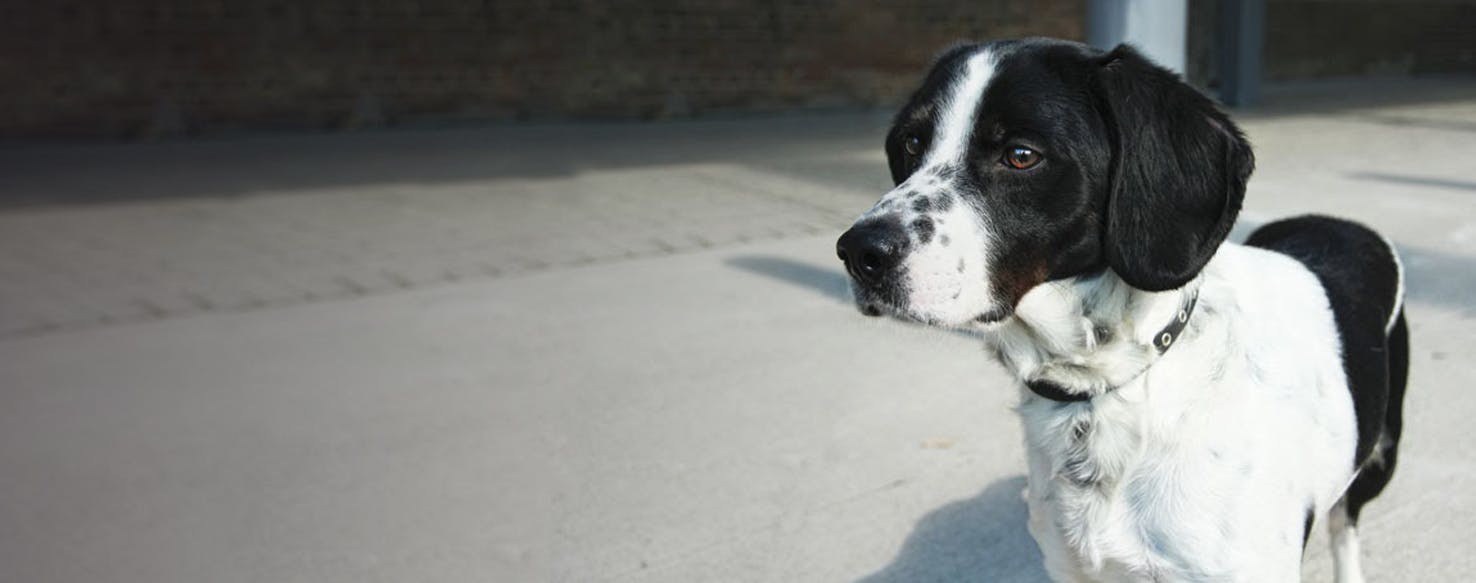 Beagle and cheap pointer mix